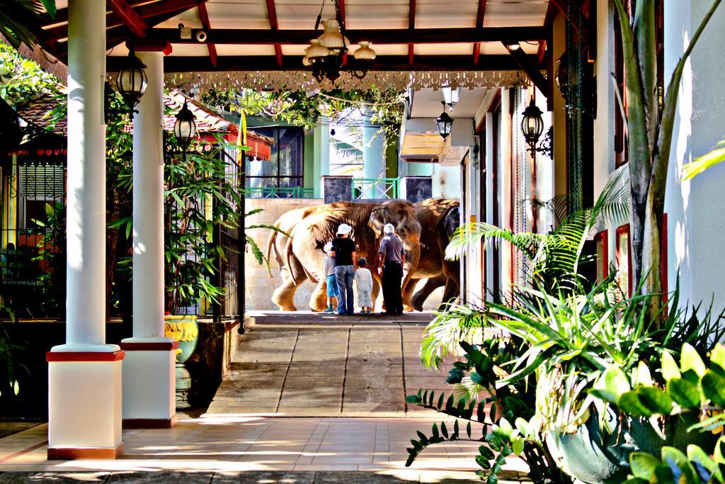 Green Land Guest House Pinnawala  Bagian luar foto